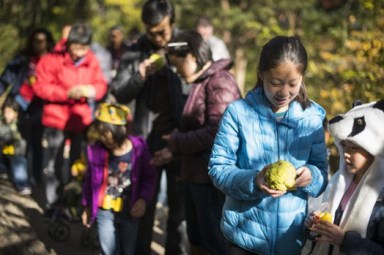 ¡Vívelo NY! La mejor guía para el fin de semana (Nov. 8 – 11)