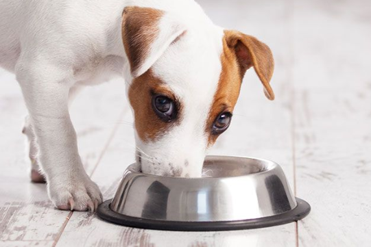 Activan recolección de Alimentos para Animales en Necesidad