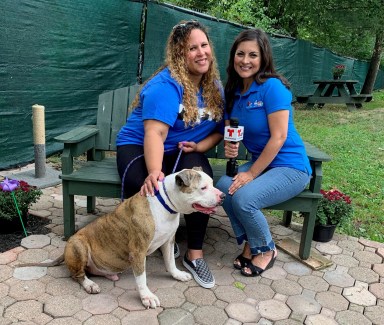 Miles de mascotas adoptadas en la campaña de NBC 4 Nueva York y Telemundo 47