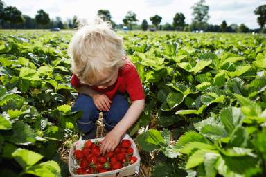 Vívelo LI : A cosechar fresas en el East End