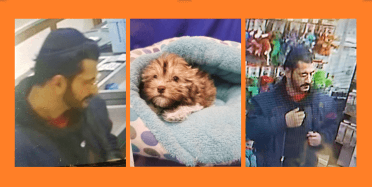 Buscan a sujeto que robó cachorrito de tienda de mascotas en Huntington