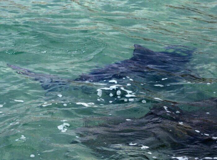 Amplian protocolos de seguridad contra tiburones en las costas de Long Island