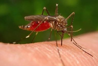 Cómo prevenir las picaduras de mosquitos en esta temporada