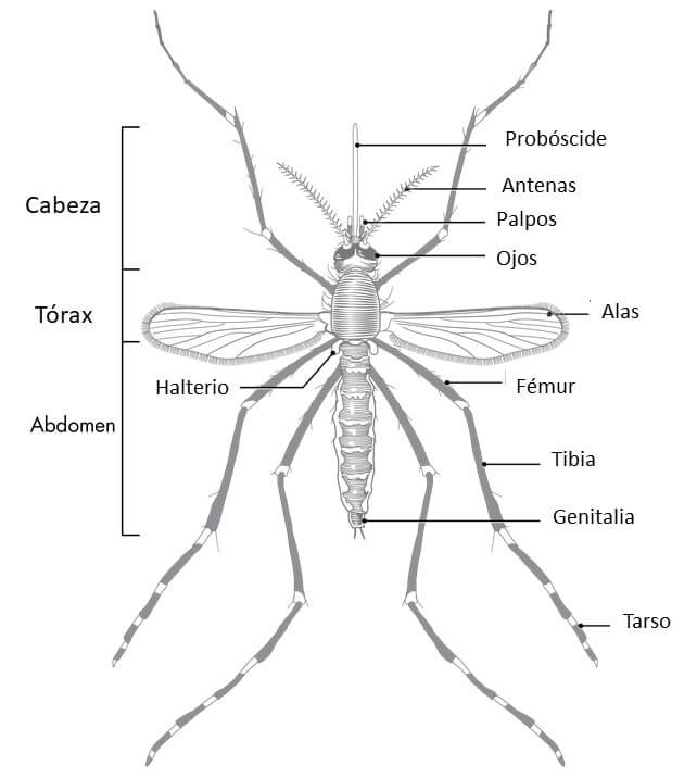 Cómo prevenir las picaduras de mosquitos en esta temporada