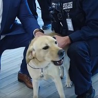 Nuevo perro policía patrulla en el Aeropuerto MacArthur de Long Island